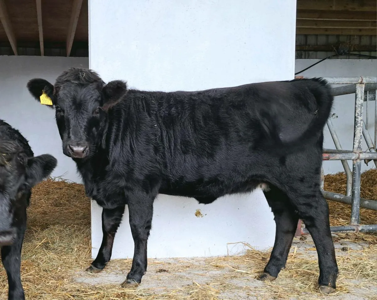 In calf Jersey x aubrac & 9mth j x au X dx heifer - Image 3