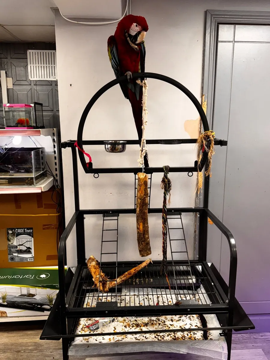 Red-and-green Macaw - Image 1