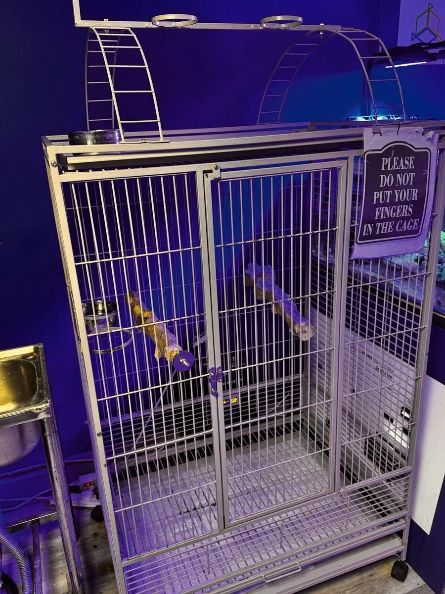 Red-and-green Macaw - Image 2