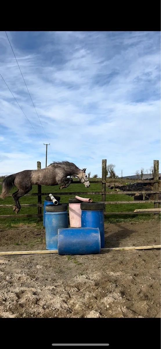 Royale Cruise X Olympic Lux Mare - Image 4