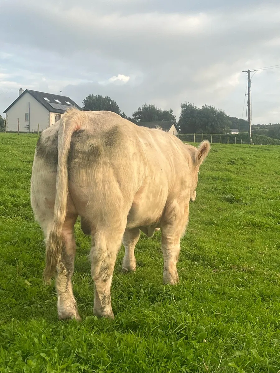 Pedigree Charolais Bulls - Image 2