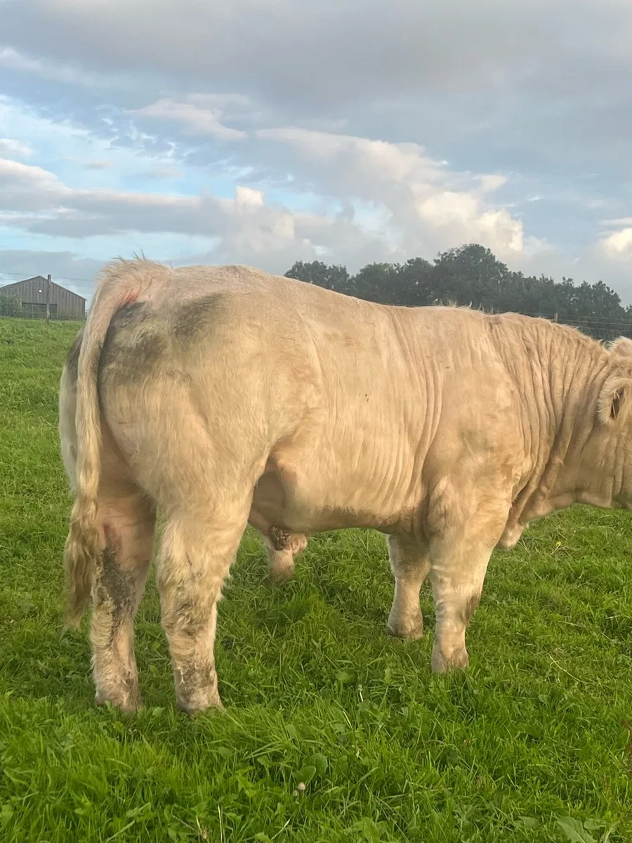 Pedigree Charolais Bulls - Image 3