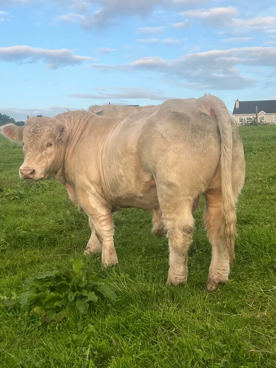 Pedigree Charolais Bulls - Image 4