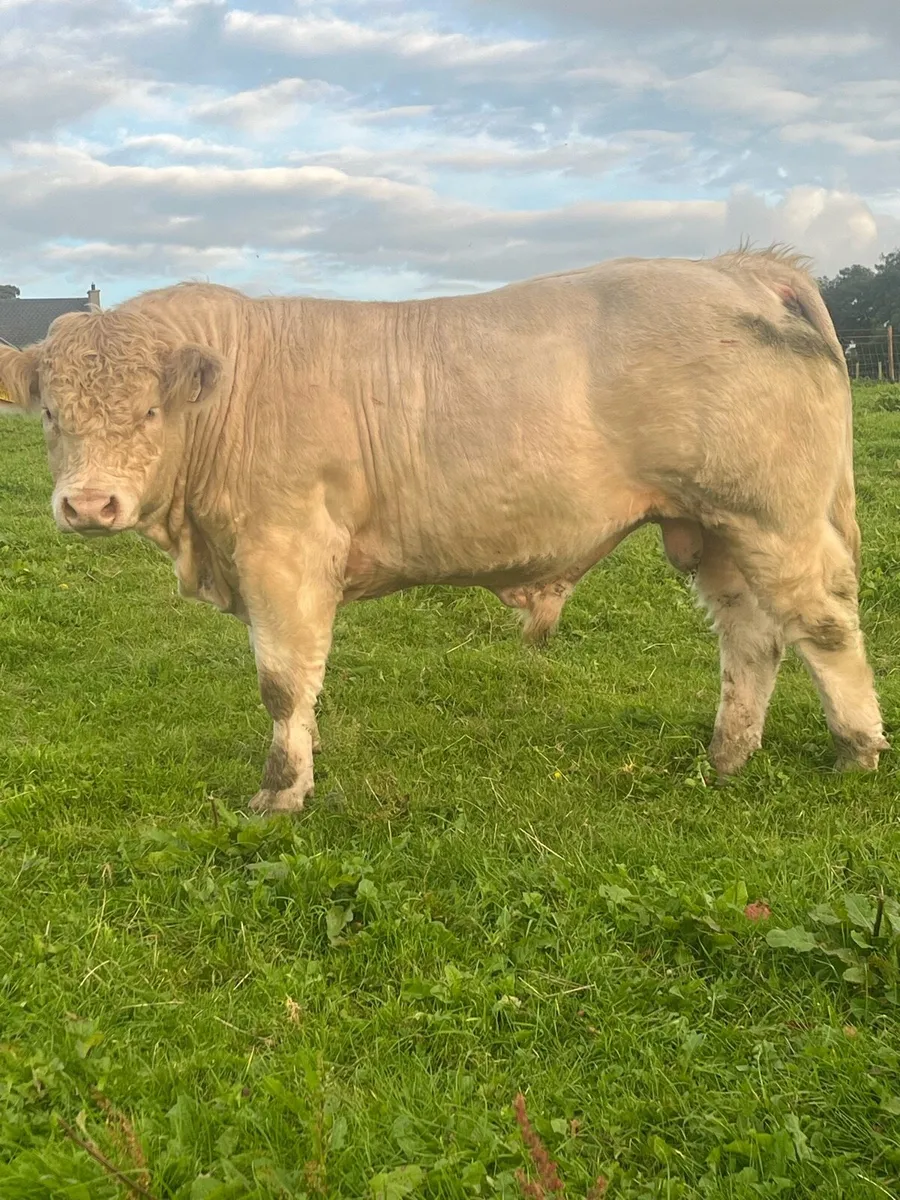 Pedigree Charolais Bulls - Image 1