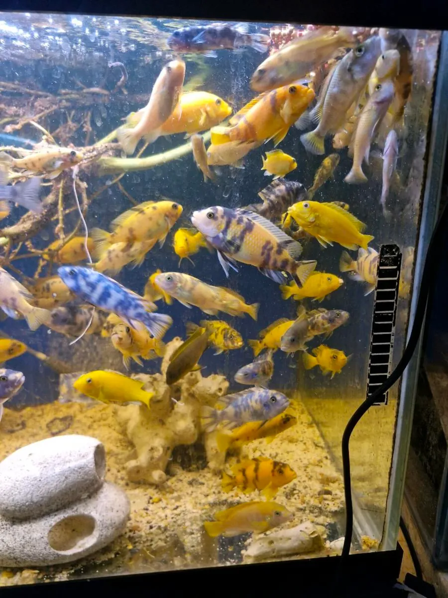 African cichlids - Image 1