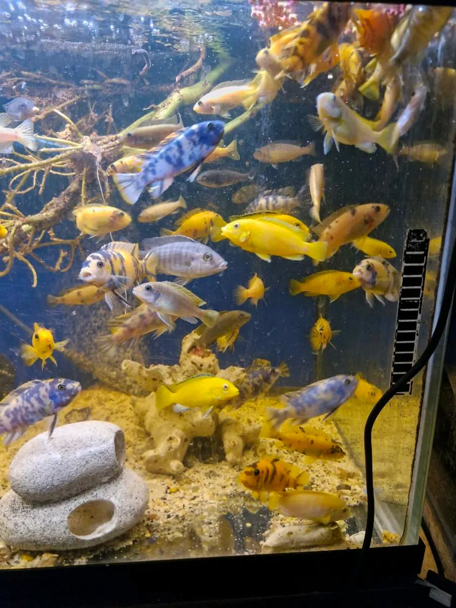 African cichlids - Image 2