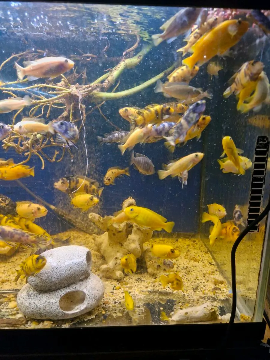 African cichlids - Image 3