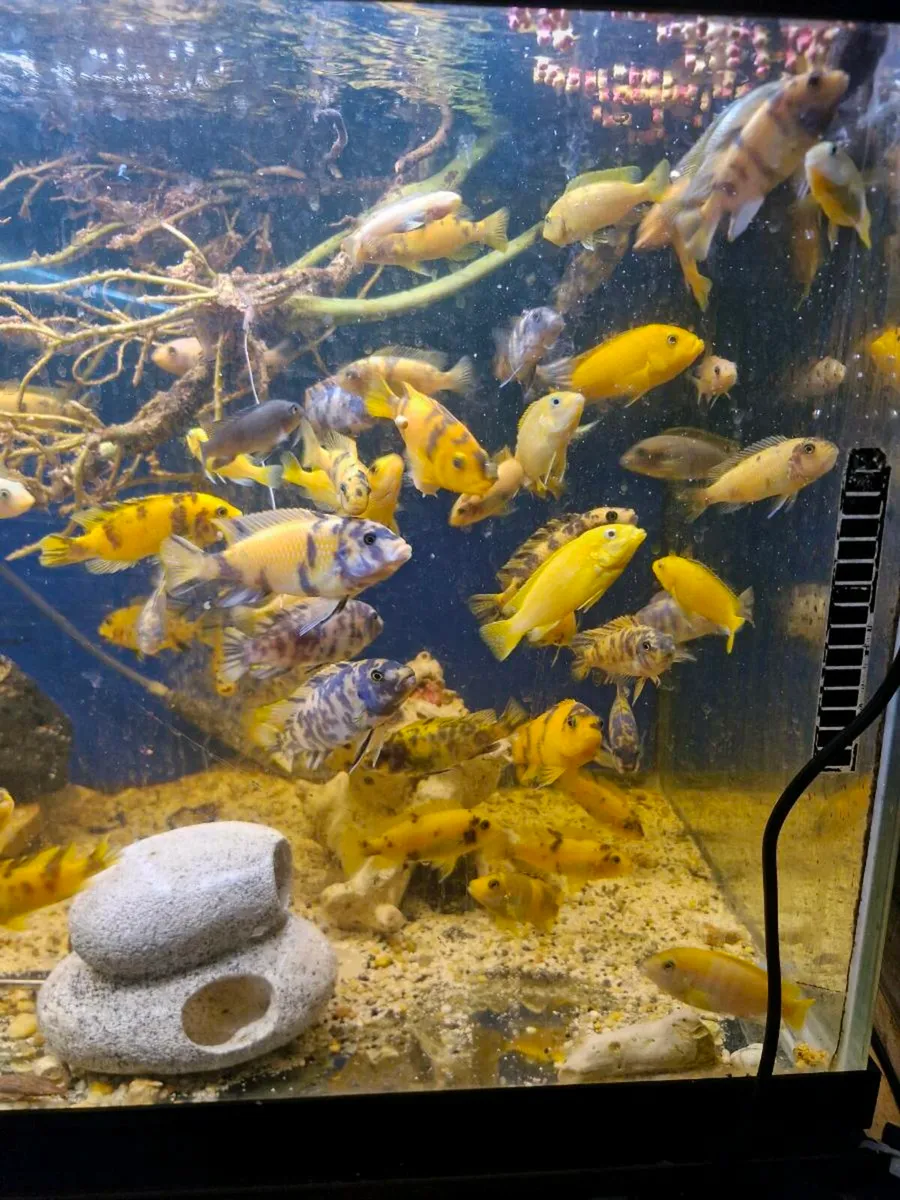 African cichlids - Image 4