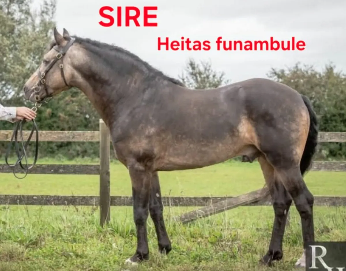 Connemara x RID Cob - Image 2