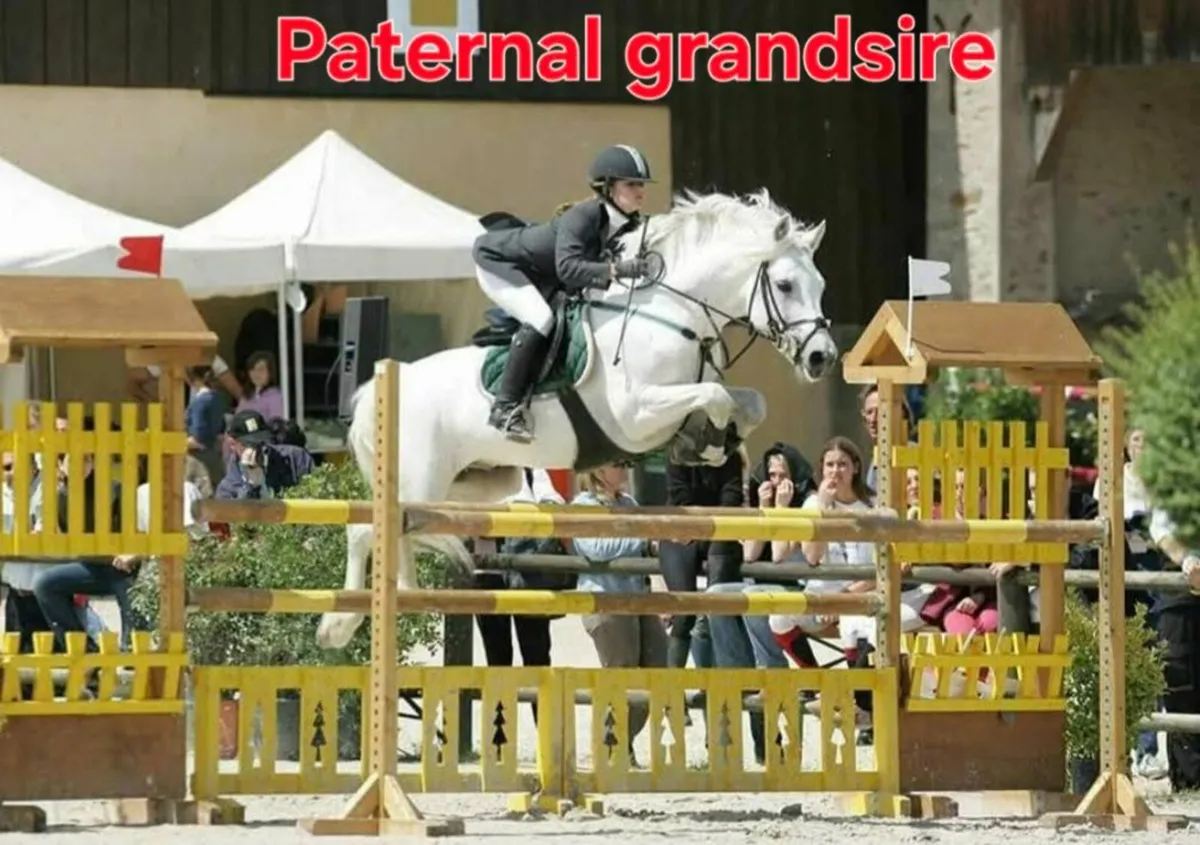 Connemara x RID Cob - Image 4