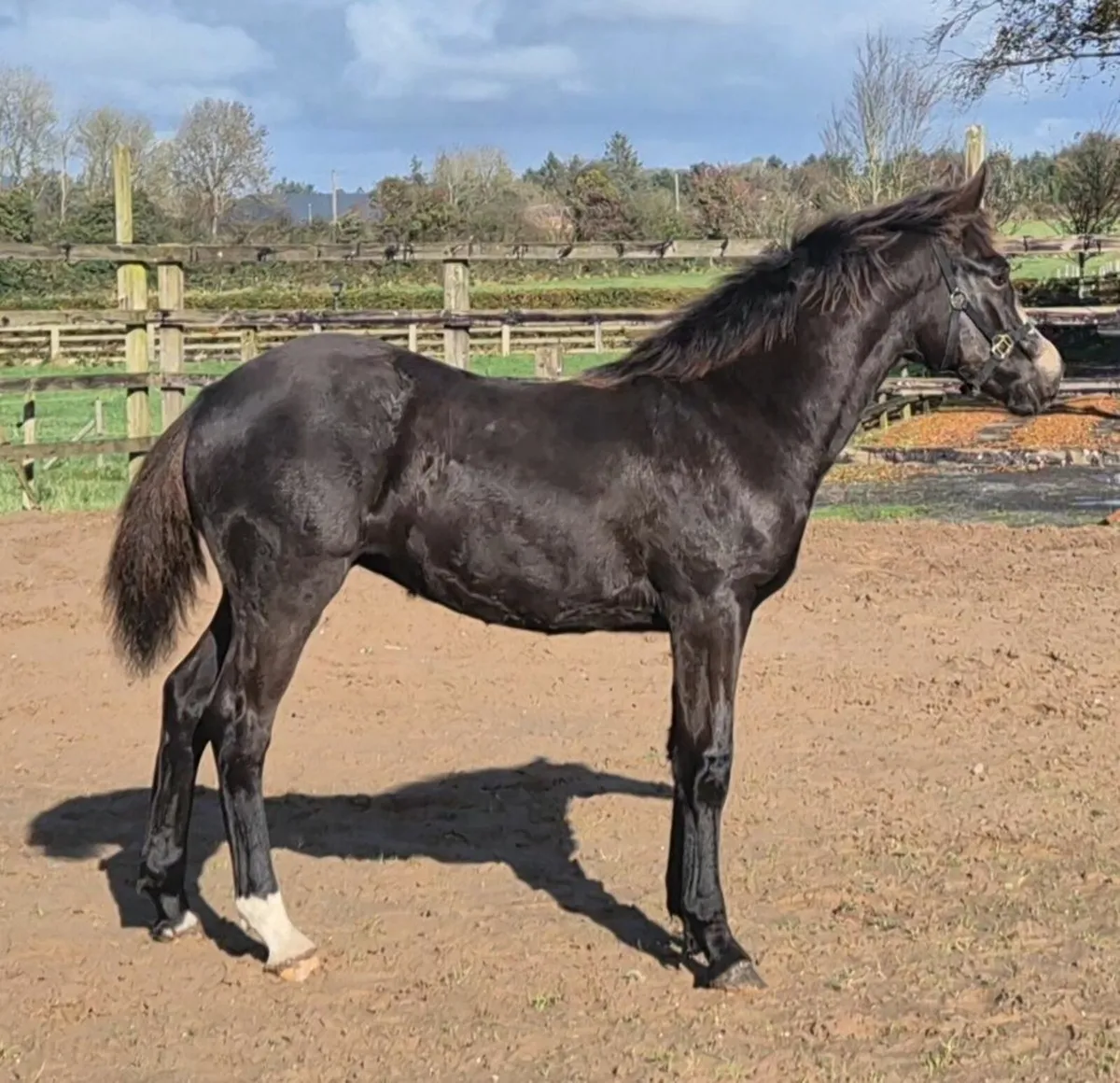 Connemara x RID Cob - Image 1