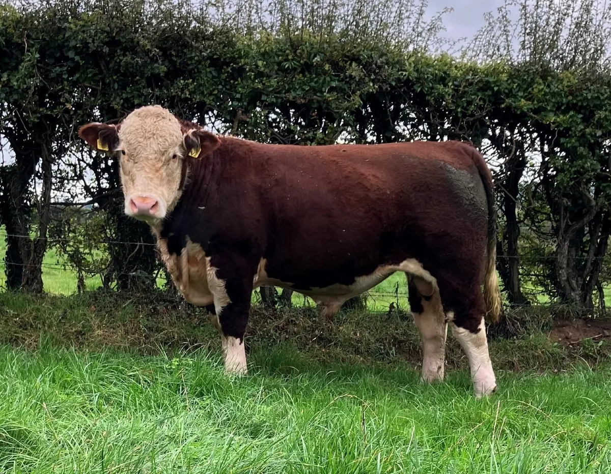 Pedigree Hereford Bulls - Image 4
