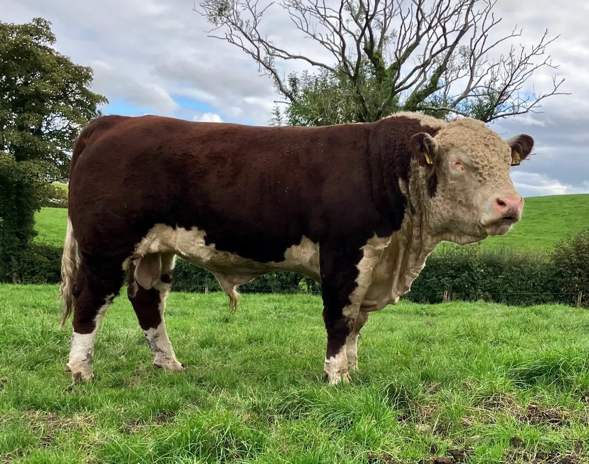 Pedigree Hereford Bulls - Image 1