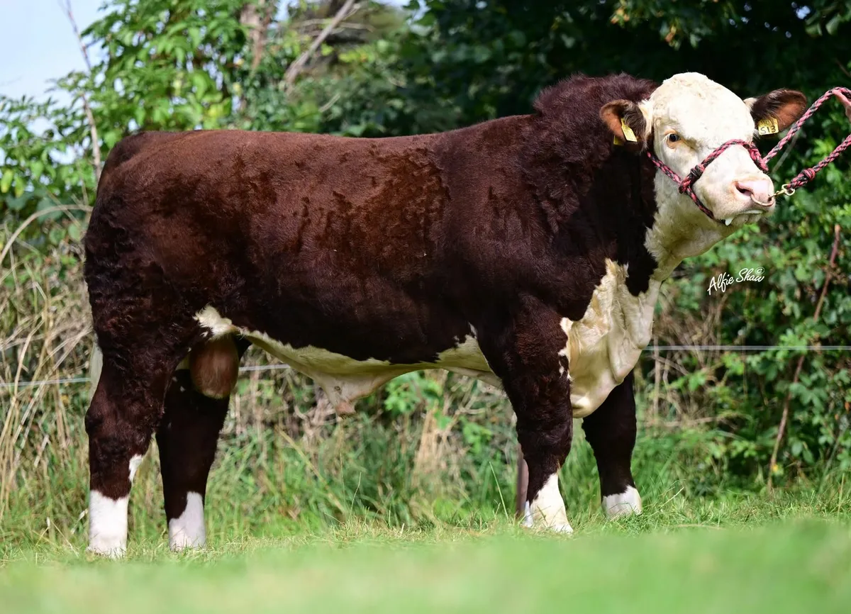 Pedigree Hereford Bulls - Image 2