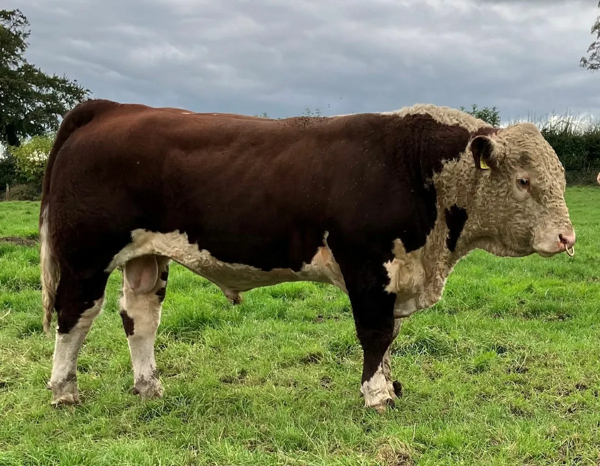 Pedigree Hereford Bulls - Image 3