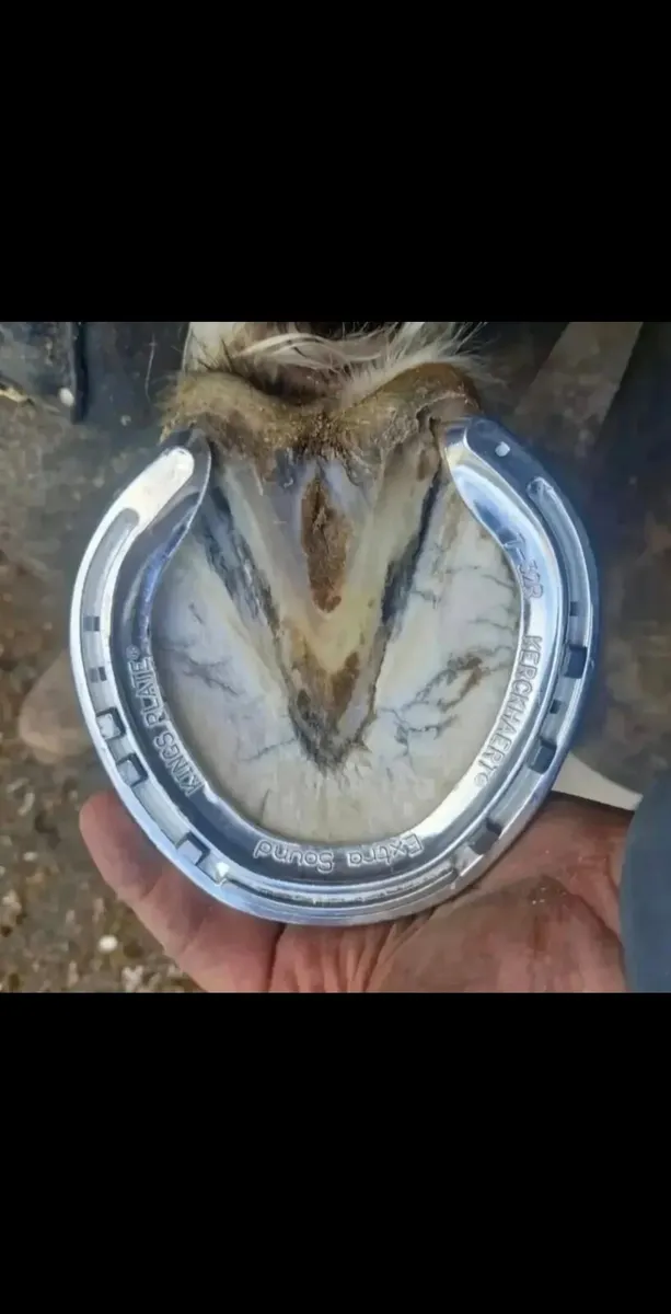 Brian horohoe Irish master farrier - Image 4