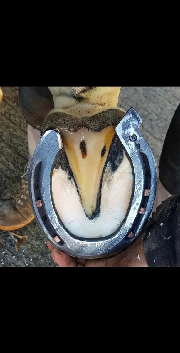 Brian horohoe Irish master farrier - Image 1