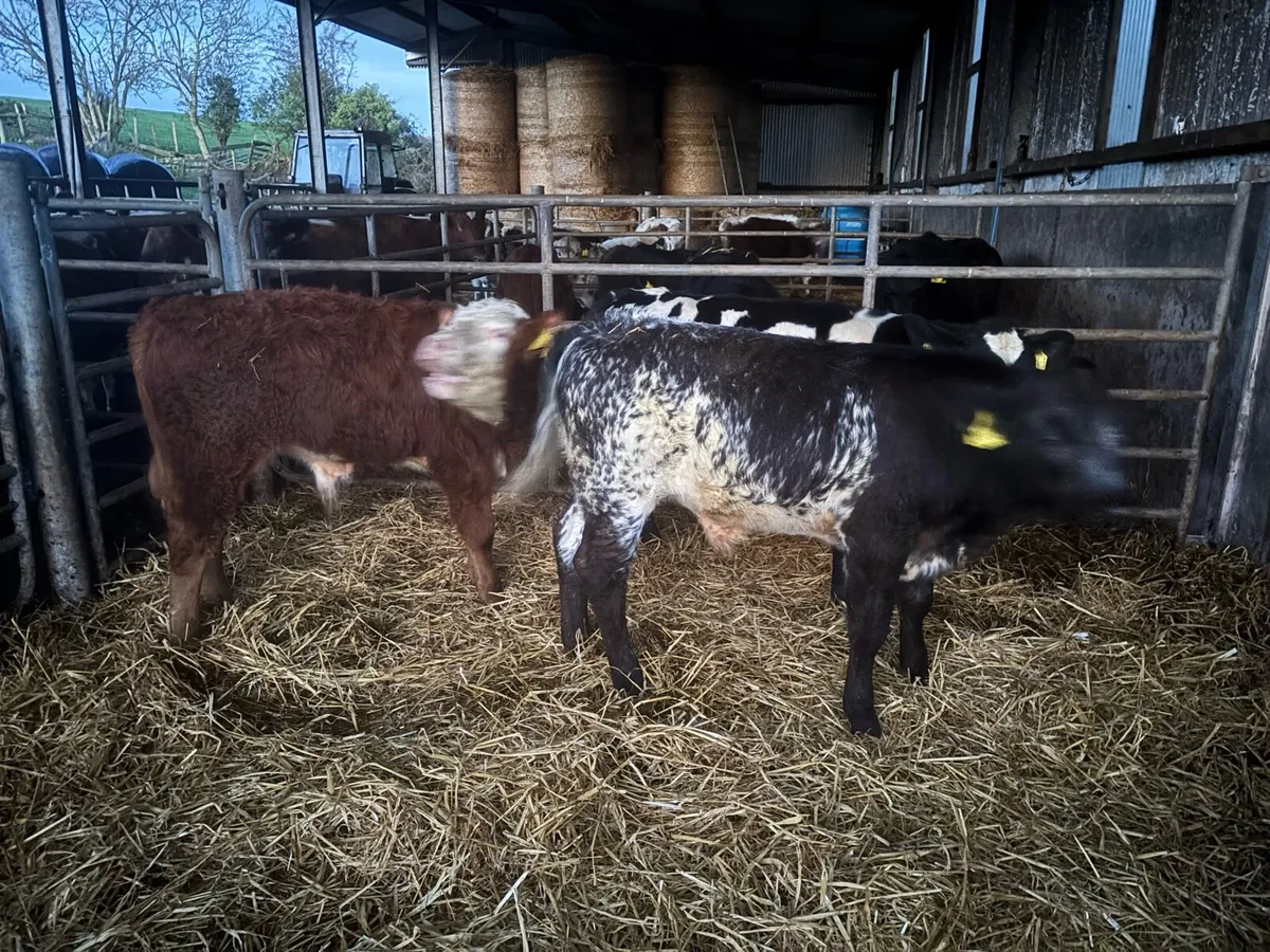 MountainView Livestock - Image 4