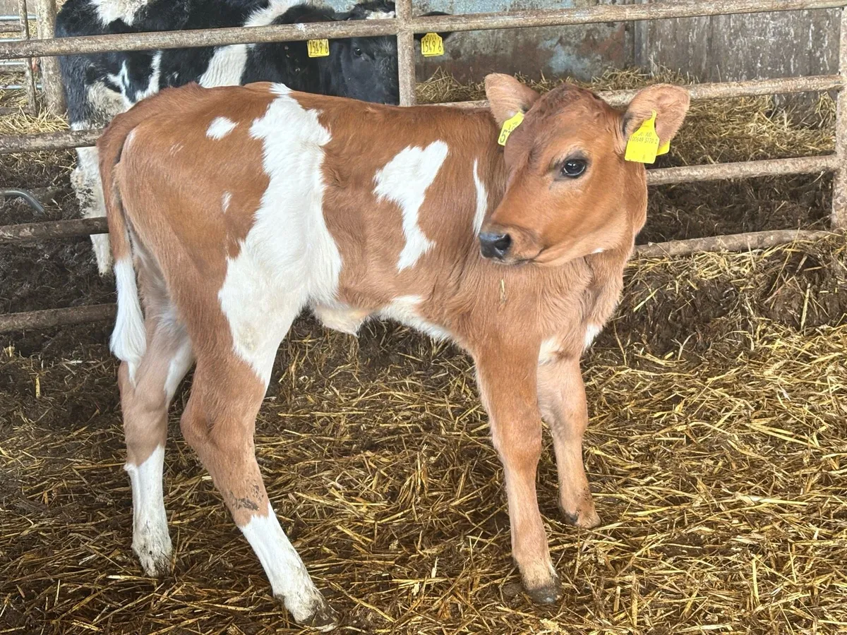 MountainView Livestock - Image 1