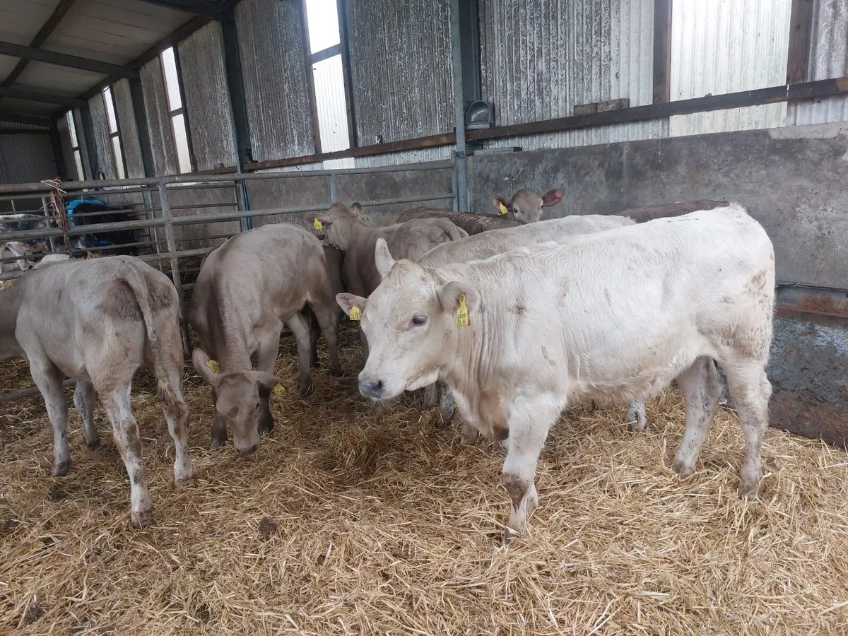 MountainView Livestock - Image 2