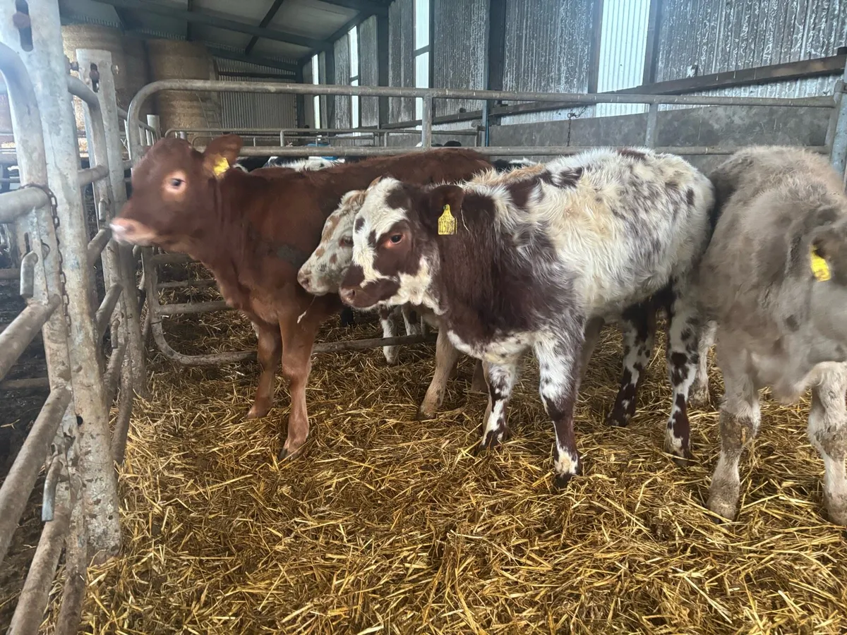 MountainView Livestock - Image 3