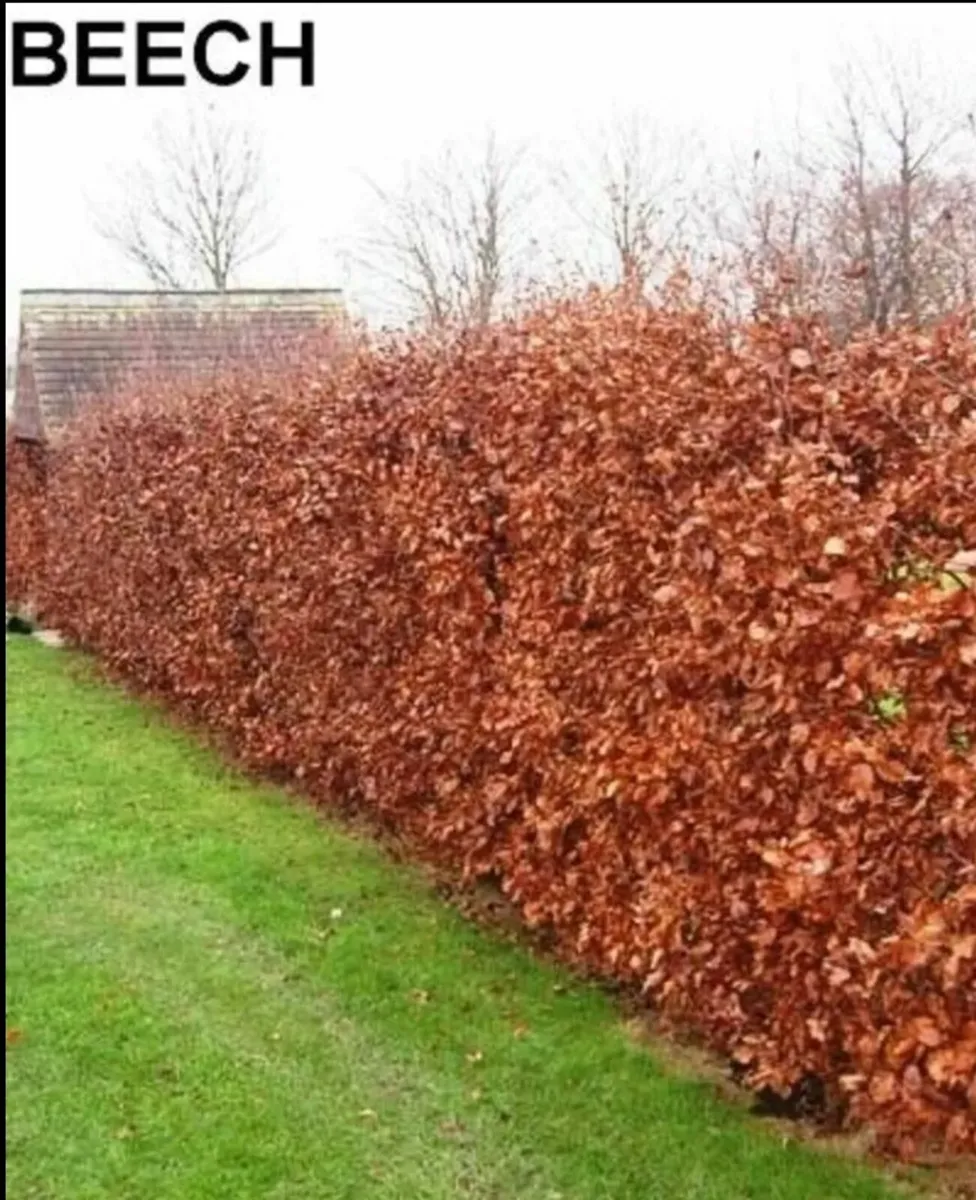 Bargain BarerootHedging. - Image 4