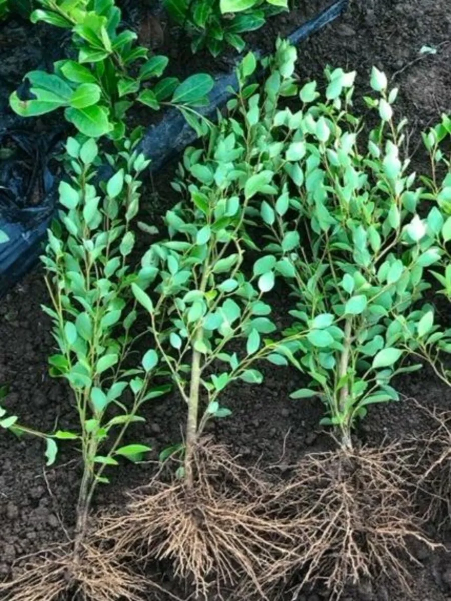 Bargain BarerootHedging. - Image 3