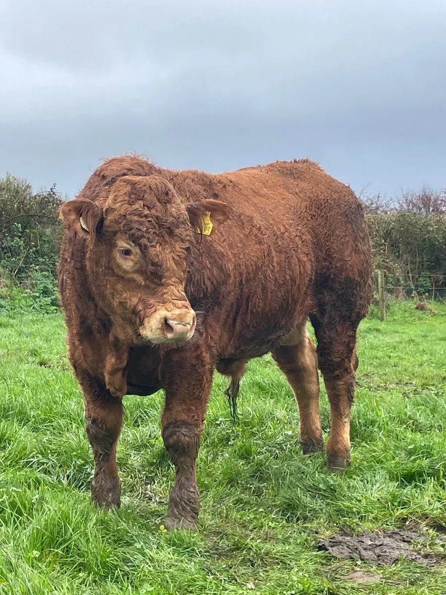Limousin Bull - Image 1