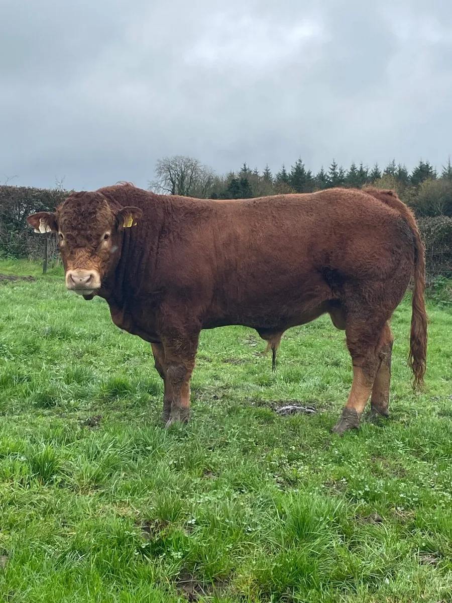 Limousin Bull - Image 2