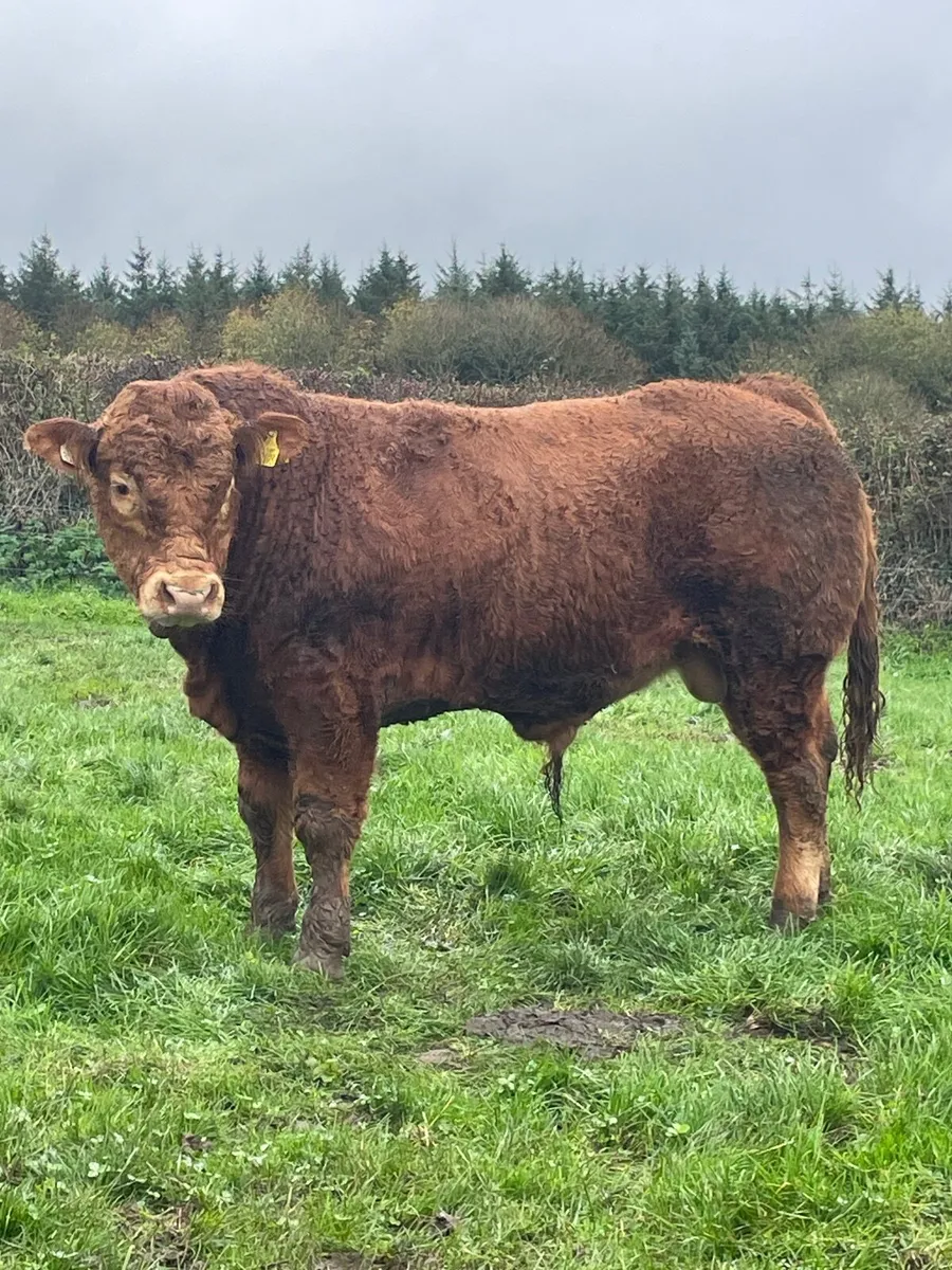 Limousin Bull - Image 3