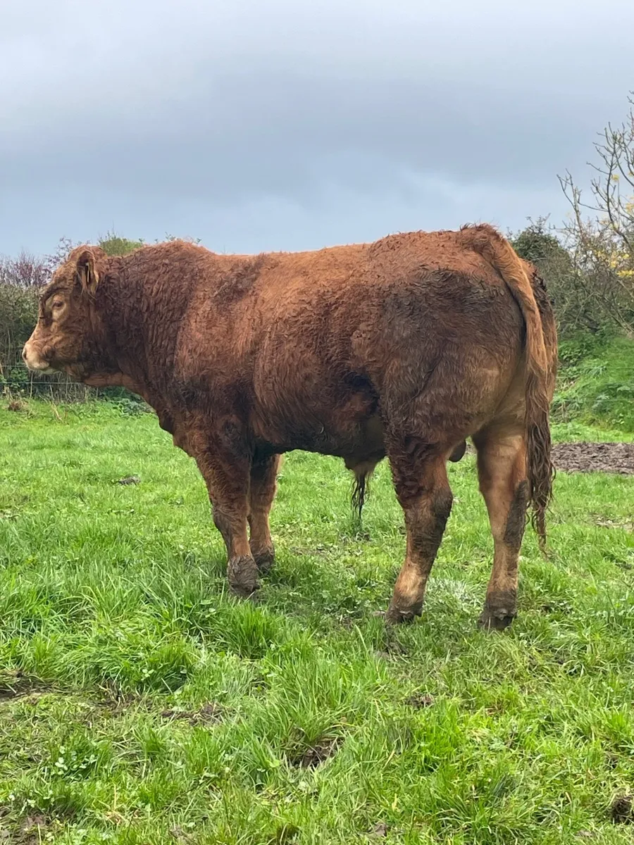 Limousin Bull - Image 4
