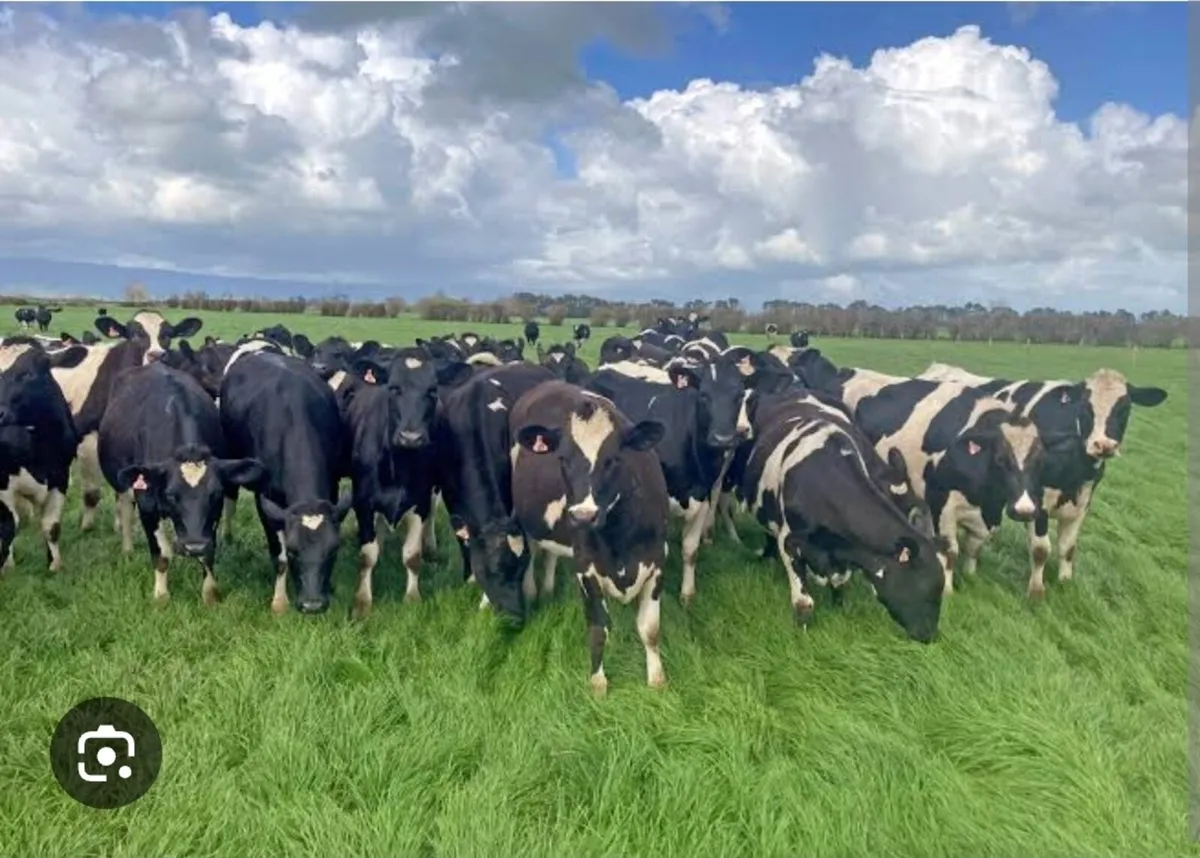 Farm worker/relief milker - Image 2