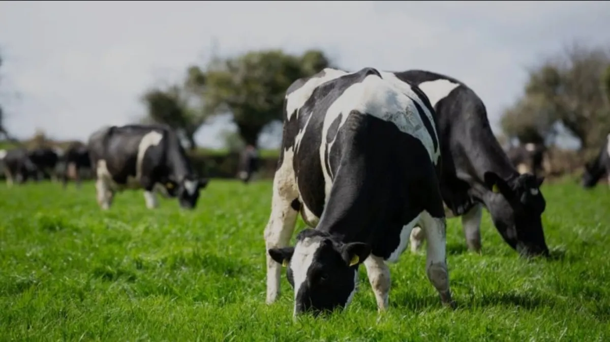 Farm worker/relief milker - Image 1
