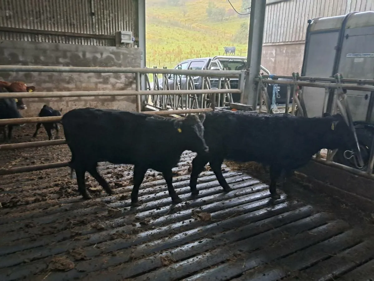 Dexter Heifers - Image 1