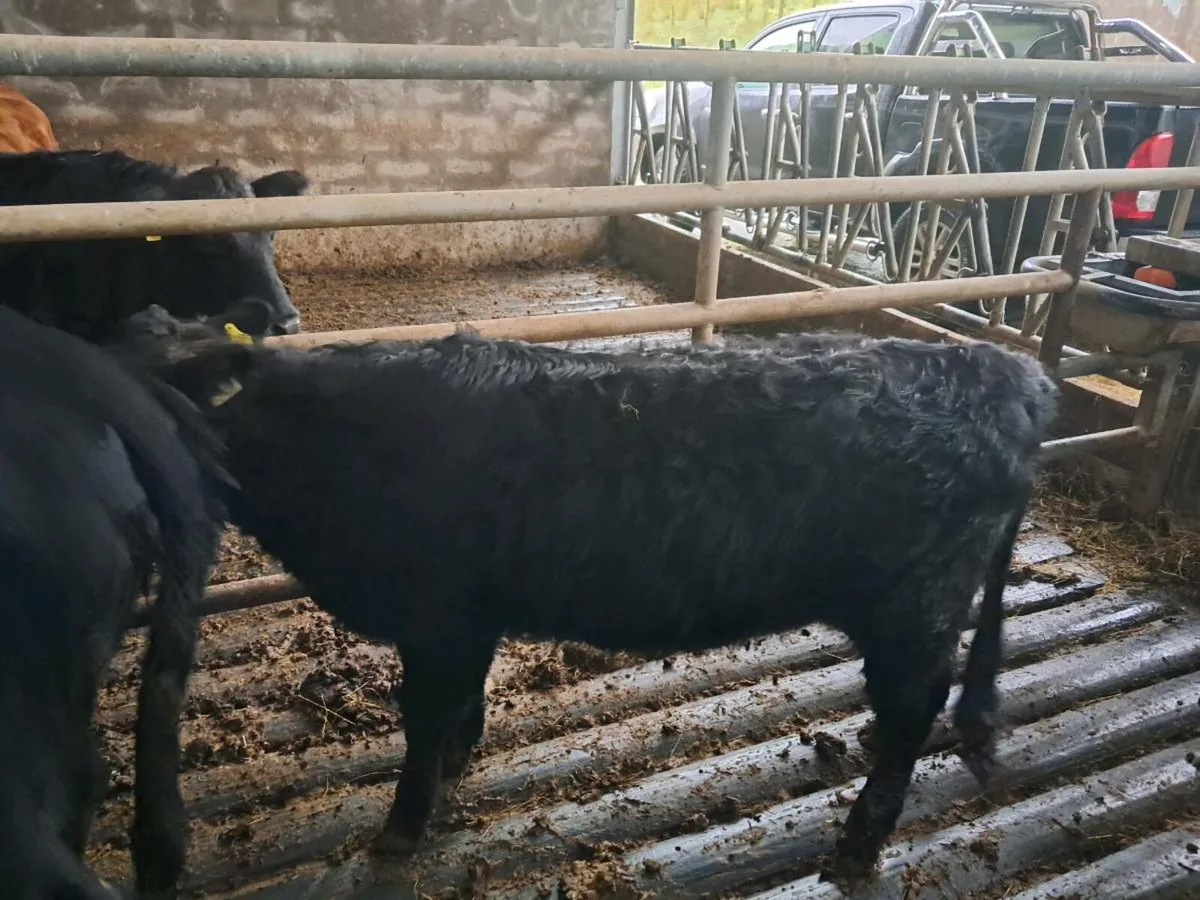 Dexter Heifers - Image 3