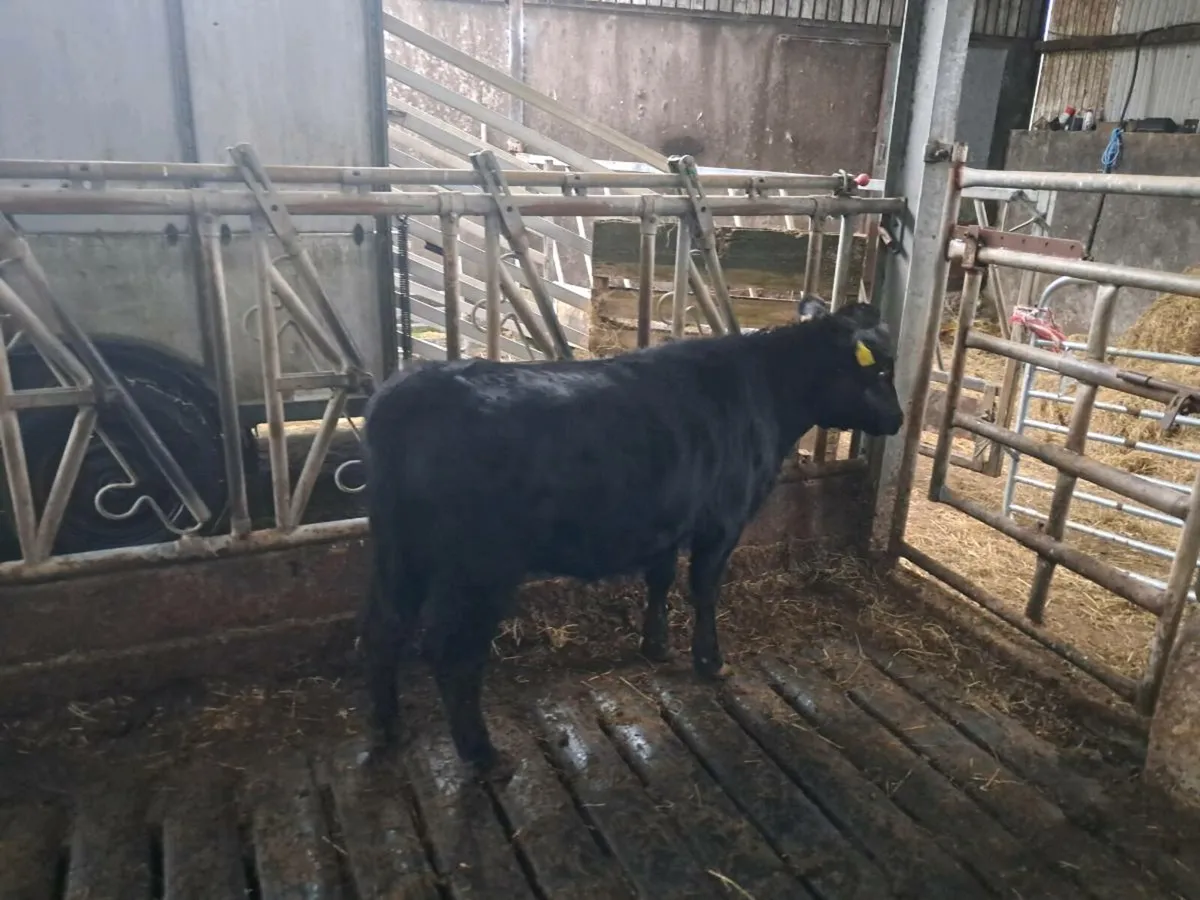 Dexter Heifers - Image 4