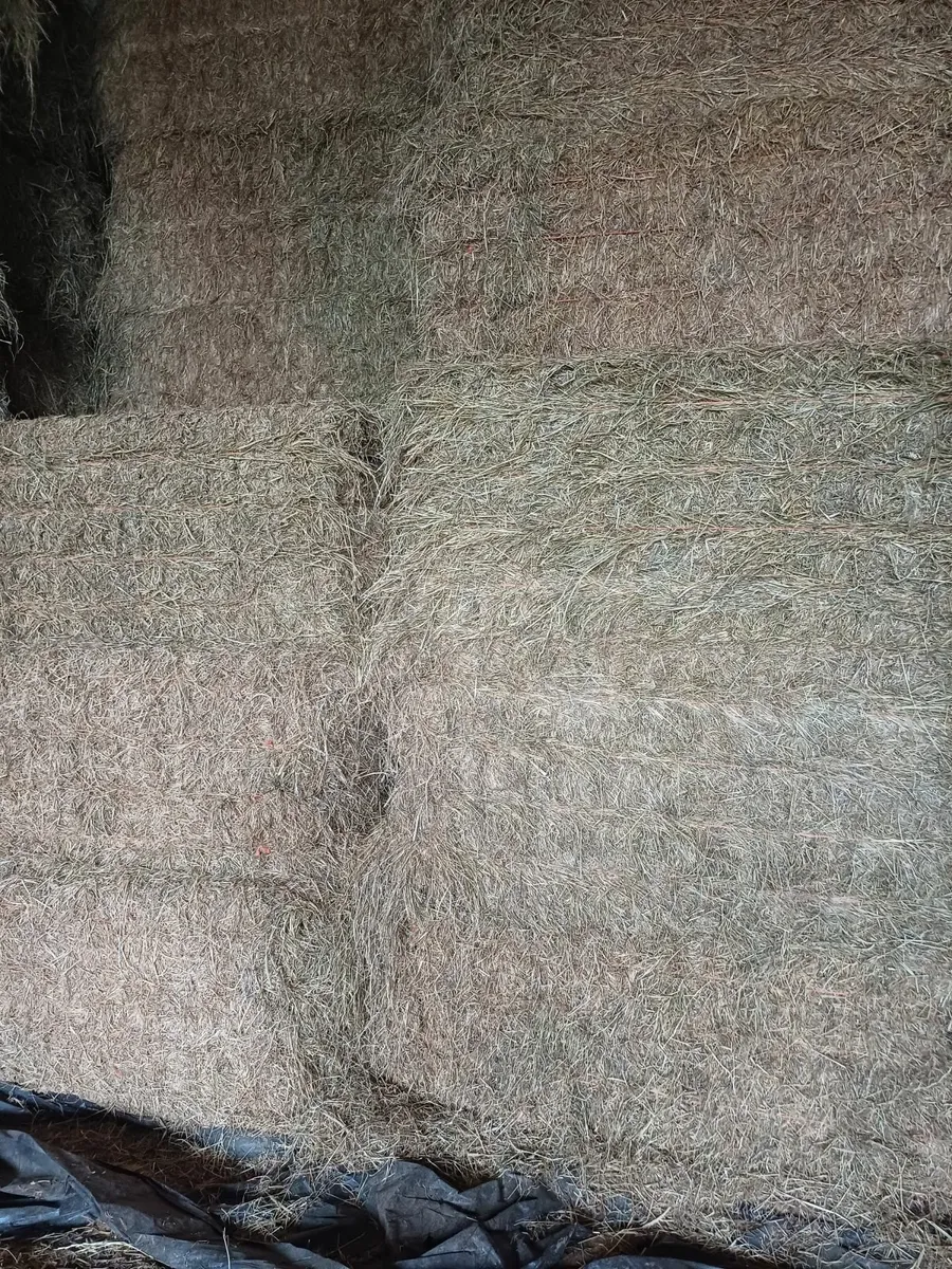 Hay and haylage/silage for sale - Image 1