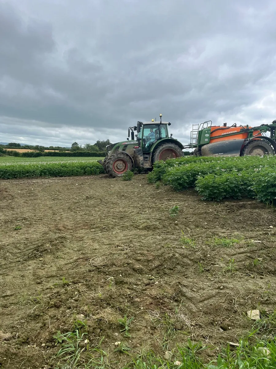 Certified Seed Potatoes - Image 2