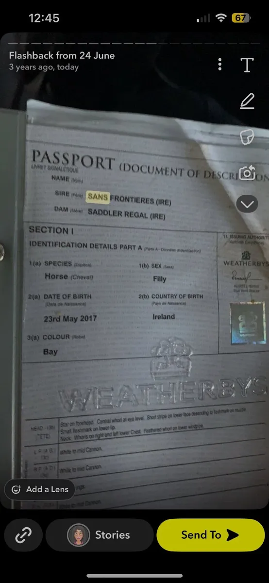 15.3hh mare - Image 2