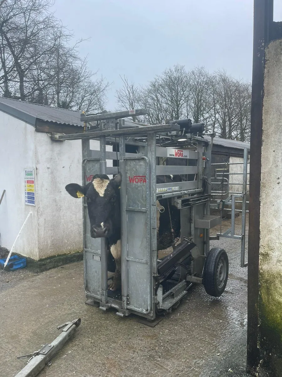 Hoof Care / Hoof Trimmer /Hoof Trimming/Pairing - Image 2