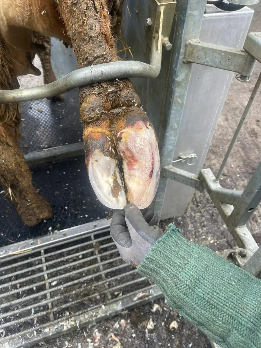 Hoof Care / Hoof Trimmer /Hoof Trimming/Pairing - Image 4