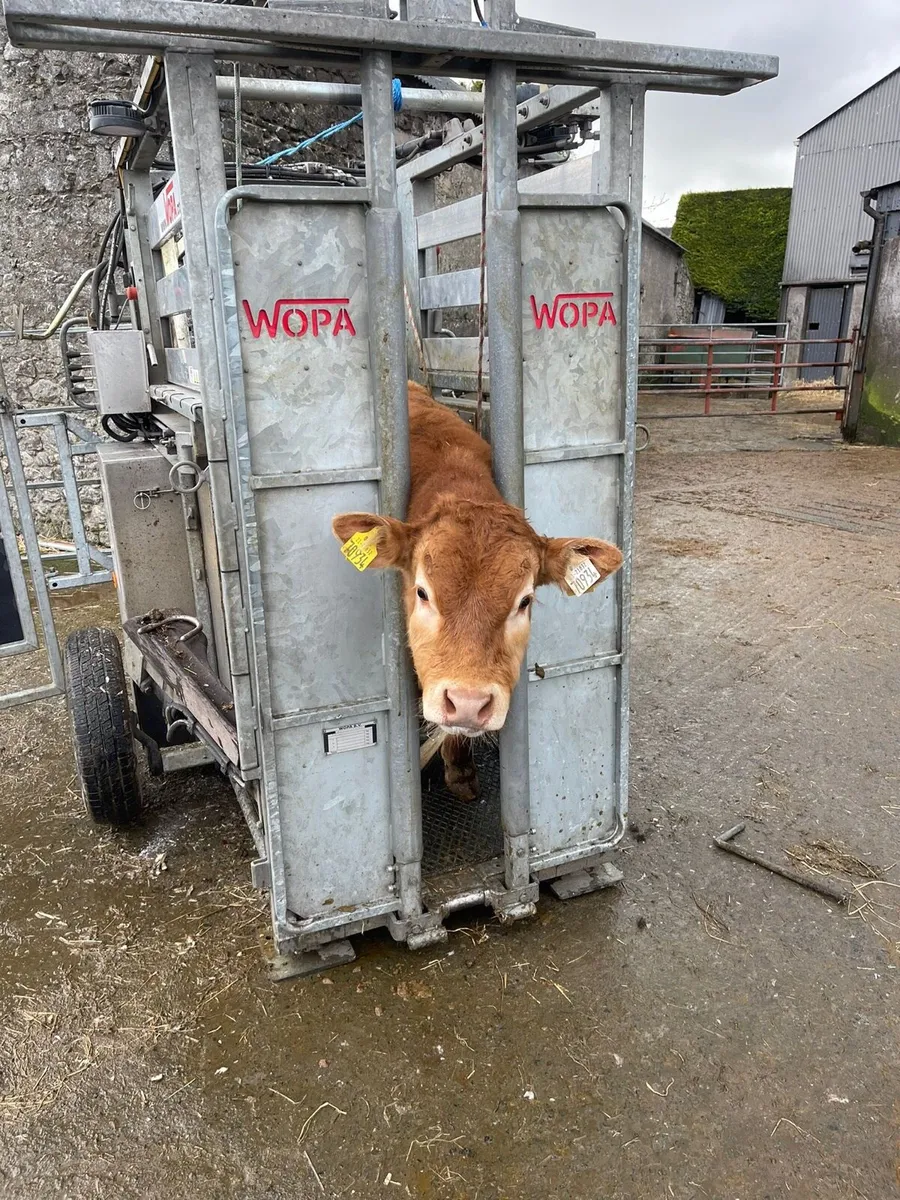 Hoof Care / Hoof Trimmer /Hoof Trimming/Pairing - Image 1