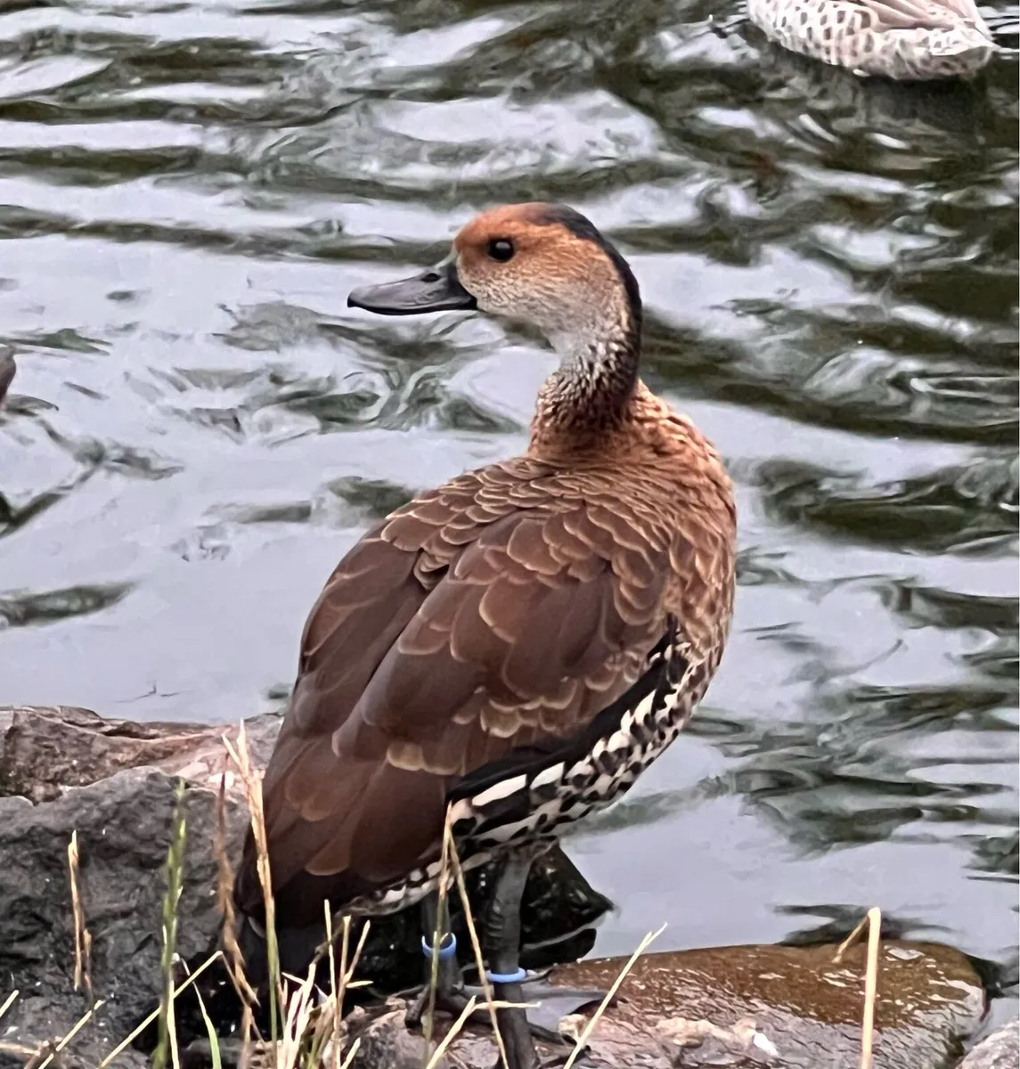 Ornamental waterfowl - Image 3