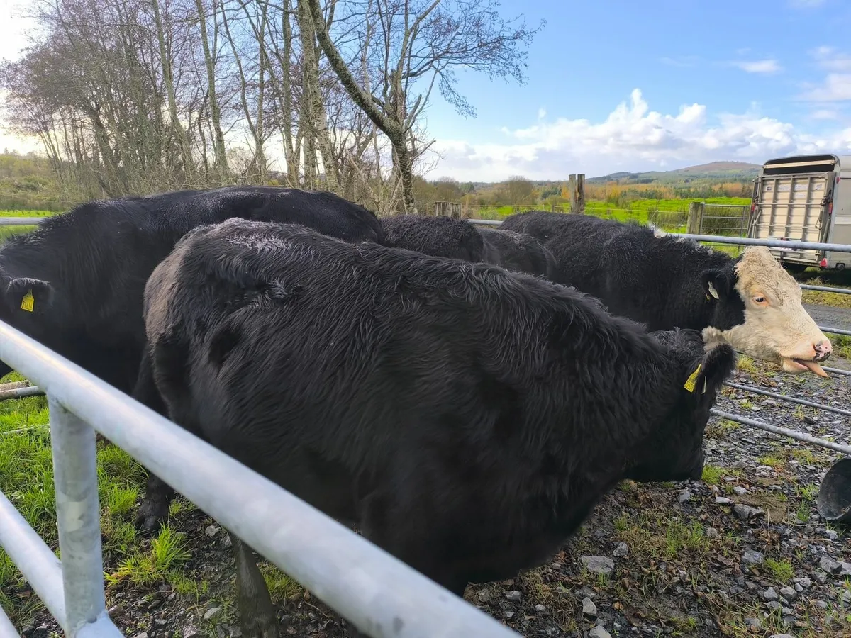 Organic Bullocks - Image 2