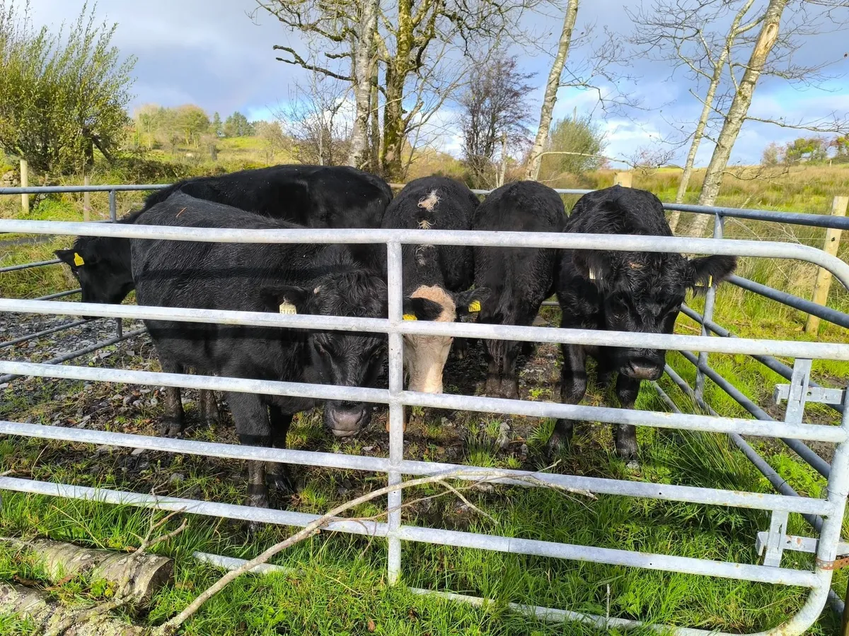 Organic Bullocks - Image 3