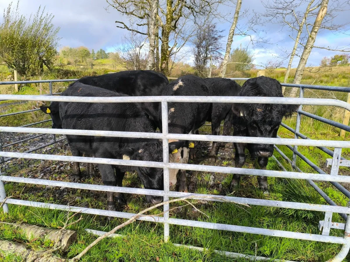 Organic Bullocks - Image 1