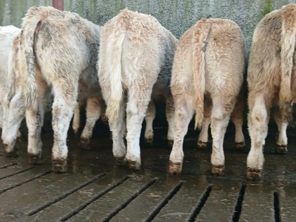 10 Super Heifer Weanlings - Image 1