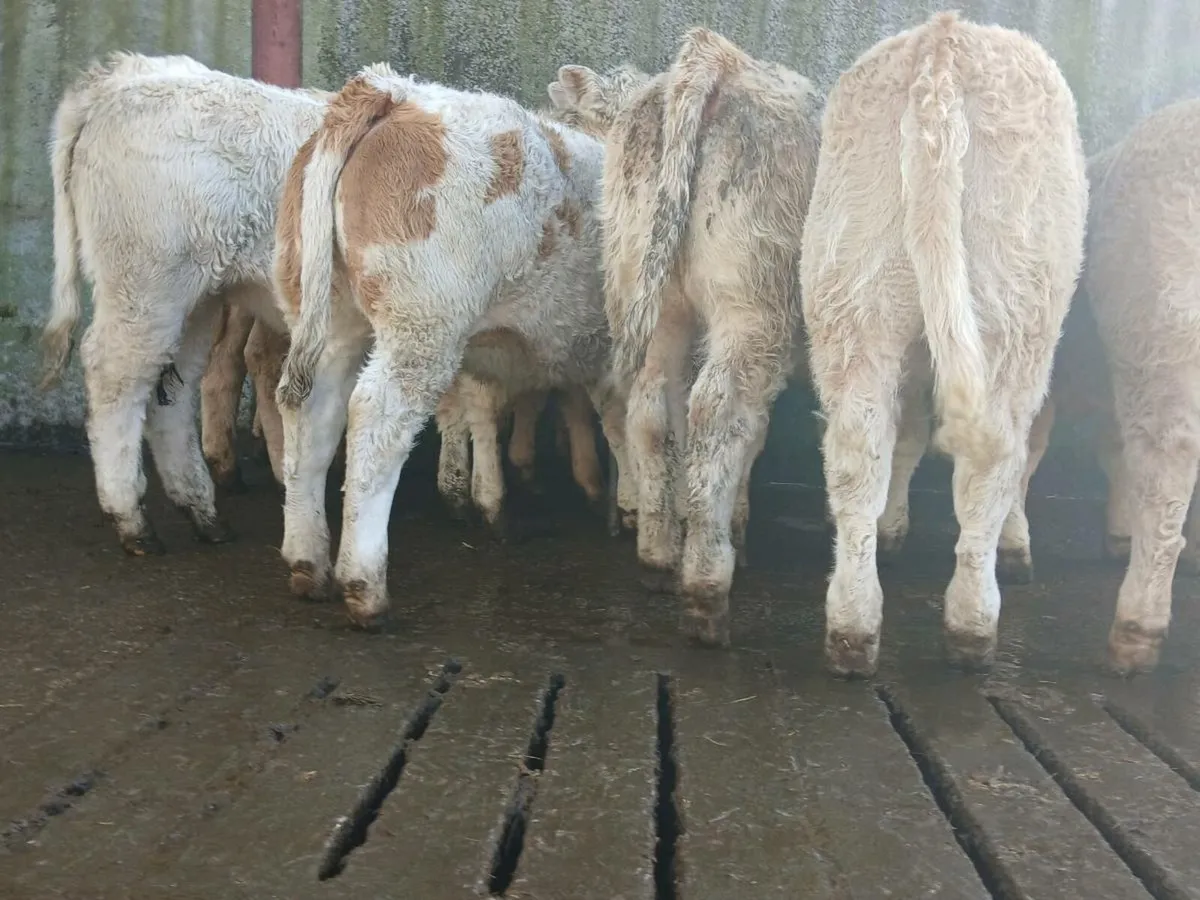 10 Super Heifer Weanlings - Image 2