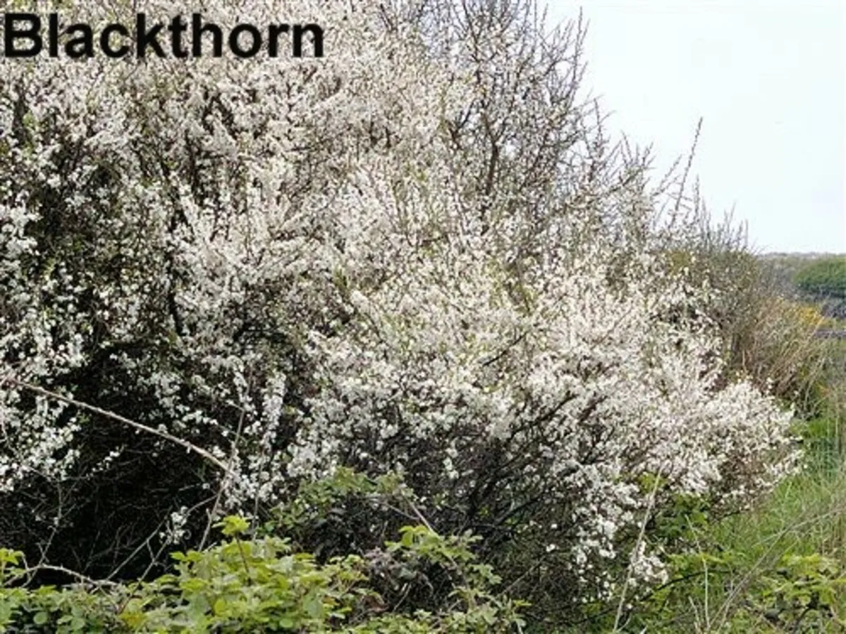 Native Irish Trees & Hedging - Image 3