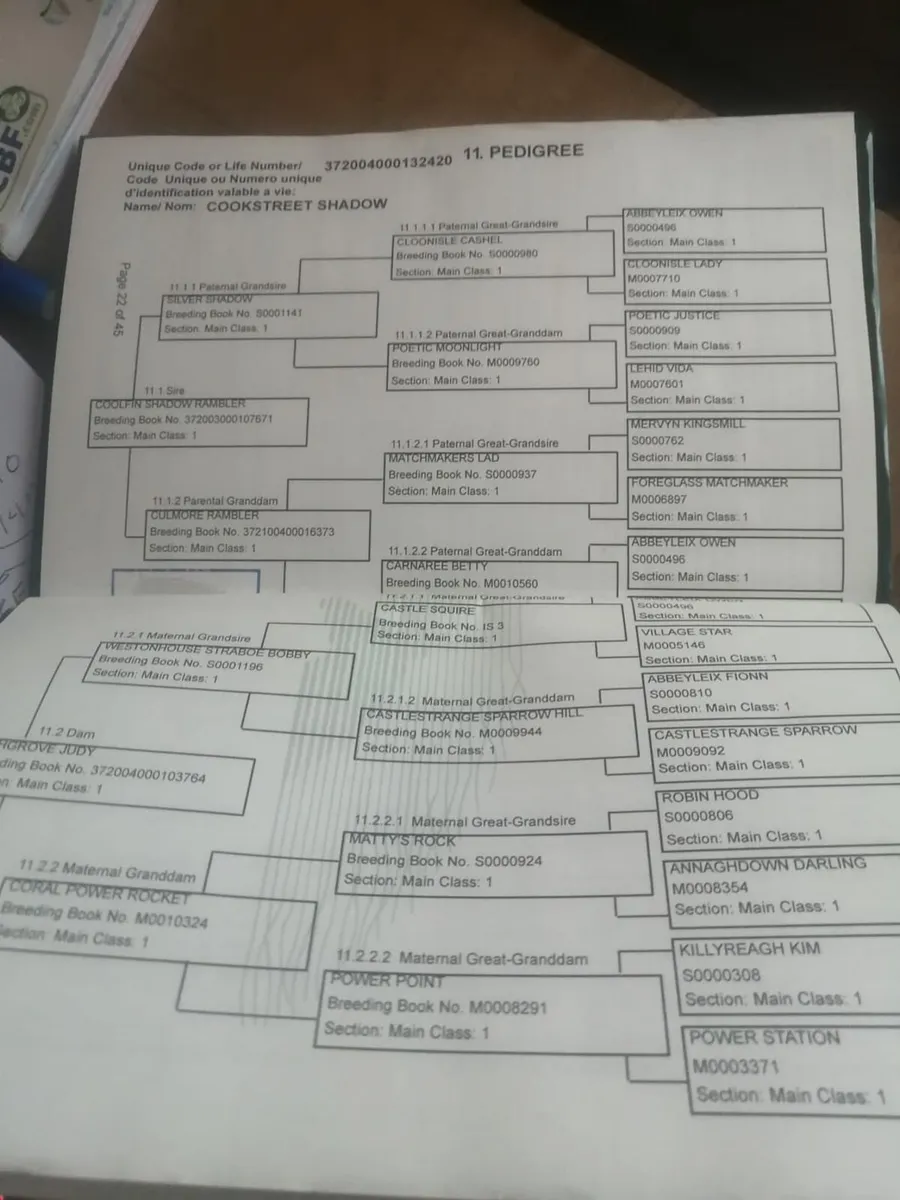 Connemara Colt Foal - Image 4